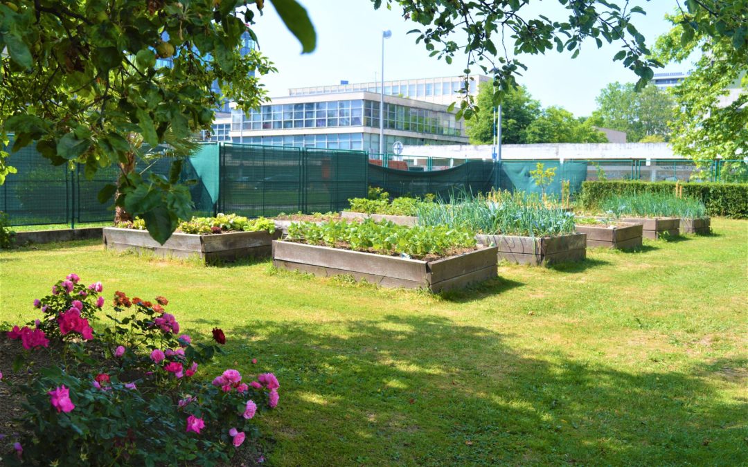 ESC GREEN FINGERS – Growing School Gardens – spring 2022 testimonies (part 2)